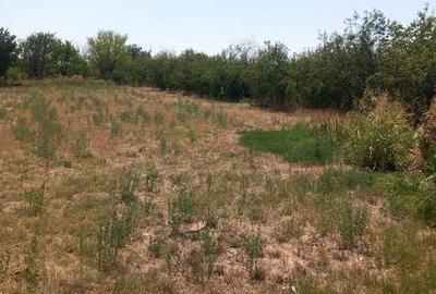 Casă cu teren intravilan 3.700 mp Balanoaia, 11 €/mp, deschidere 32 m, utilități - 7