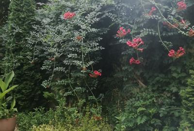 Inchiriez camera spa?ioasa in interiorul unei case la curte Bucure?tii Noi - 5