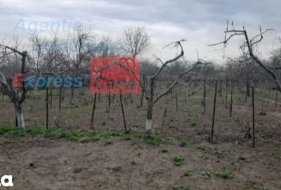 Teren de 3000 mp, în Prisăcani - 4