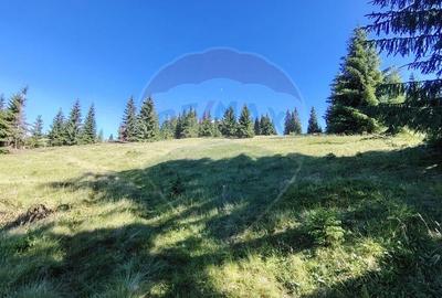 Teren de 24581 mp, în Panaci - 11