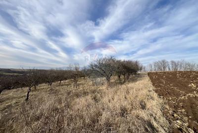 Teren agricol intravilan de 10000 mp, în Bădeni - 3