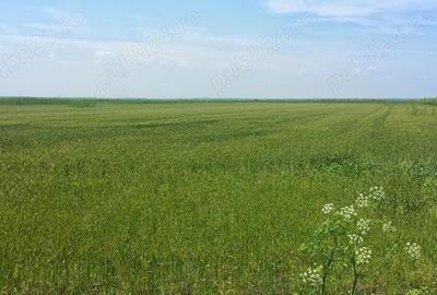 Teren de 12444 mp, în Hârșova - 2