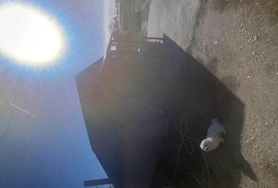 Vand casuta de bleck friday cite?te bine anun?ul - 2