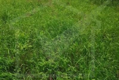 Ocazie!Teren intravilan in comuna Ciurila sat Saliste, priveliste - 4