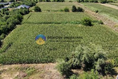 Teren de 3866 mp, în Izvoare (Dumbrava Roșie) - 11