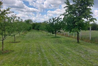 Teren de 4250 mp, în Ungureni (Dragomirești) - 2