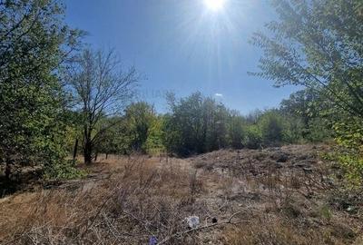 PADURE VALU LUI TRAIAN / zona popas Forest M / 2 loturi x 564 mp
