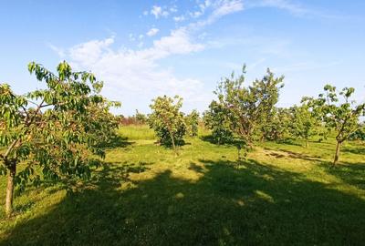 Teren de 50000 mp, în Zorile