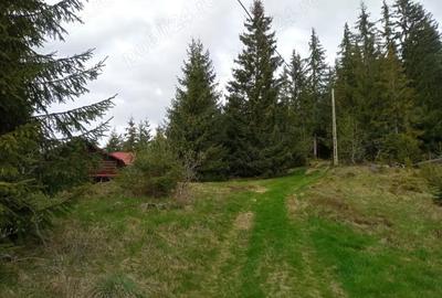 Teren de 653 mp, în Muntele Băișorii