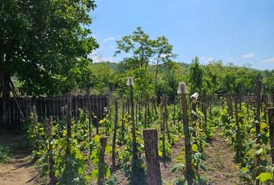 Casă cu 5 camere cu Teren 1265 Mp în Corlățel - 4