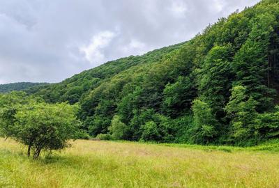 2,64 Ha TEREN SUPERB pe malul raului Crisul Repede padure parau NEGRENI - CLUJ - 3