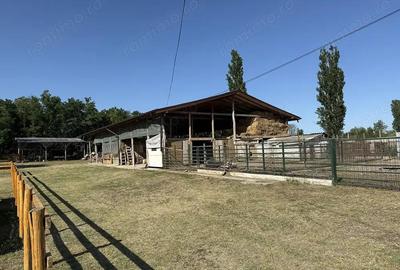 Catun Ferma autorizata Tip A pentru cresterea porcilor - IMOBIHOR - 11