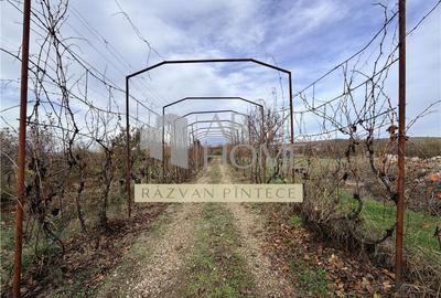 Pensiune 6 camere, teren 12713 mp, Dealul Mare, Urlati, Prah - 4