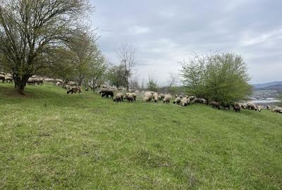 Spațiu comercial, în Central - 6