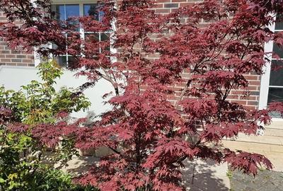 Casă individuală cu 7 camere cu Canalizare în Colentina - 21