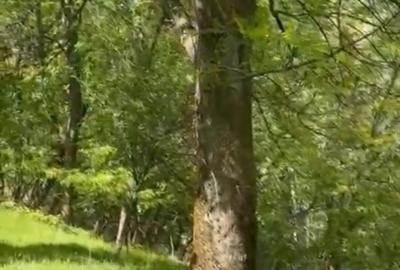 Teren de 2050 mp, în Bărbătești