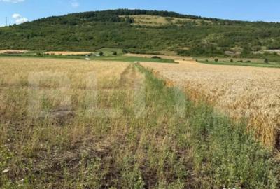 Teren de 2000 mp, în Șoimuș - 1