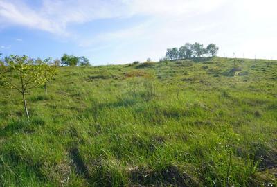 Teren Construcții intravilan de 38592 mp, în Sud-Vest - 3