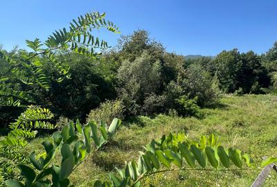 ✨ Teren intravilan exclusivist – Valea Viilor, Tocile ✨ - 4