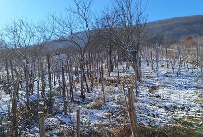 Vand casa cu vie localitatea Ineu judetul Arad - 5