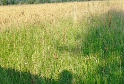 Catalina, 39 ari teren - 2