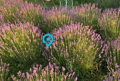 Casă individuală cu 3 camere cu Canalizare în Tunari - 13