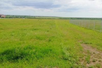 Teren de 1300 mp, în Dumbrava