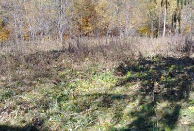 Alfa Invest Vinde Teren intravilan in Predeal - 3