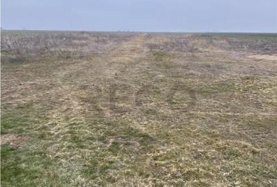 RECO Teren intravilan in Livada de Bihor 1000mp - 3