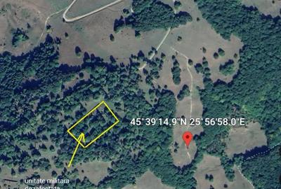 Teren - padure Teliu - Bradet - 2