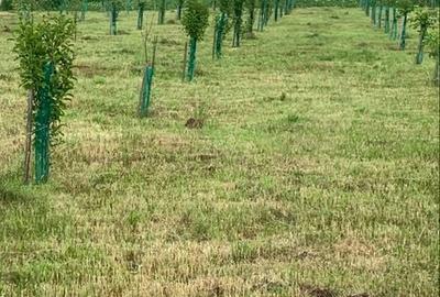 Spațiu comercial, în Rus - 1