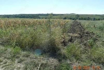 Teren extravilan arabil, situat in Oravita, Jud Caras-Severin - 2