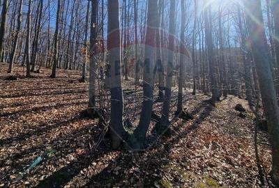 Teren Construcții intravilan de 4985 mp, în Sascut - 10