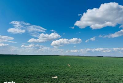 Spațiu comercial, în Biharia - 3