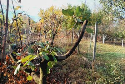 Casă cu 2 camere cu Teren 350 Mp în Fratelia - 8