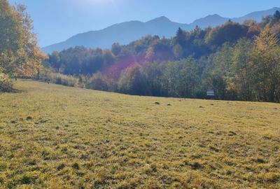 Teren intravilan de 6800 mp, în Tohănița - 2