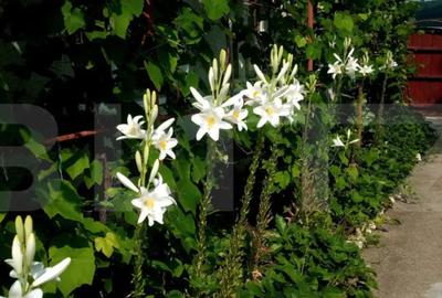 Casă cu 3 camere cu Canalizare în Central - 2