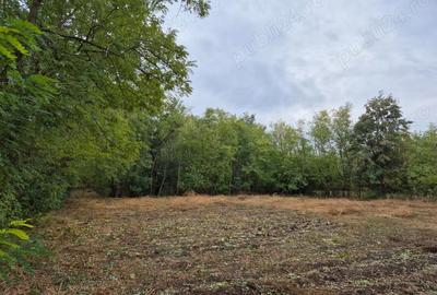 Casă cu 4 camere cu Teren 3682 Mp în Radu Vodă - 4