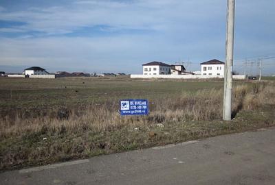 Domnesti-Crengutei-Narciselor - 10