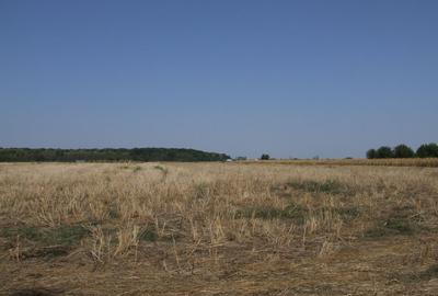 Clinceni-Ordoreanu intre padurea Teghes si Ordoreanu - 7