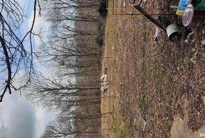 Teren de vanzare C.Caransebesului km 5 - 2