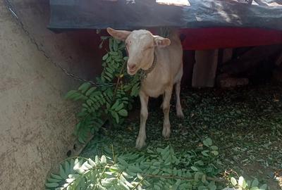 Tapi ?i iata de vanzare Corabia Olt Nr3 10 milioan - 2