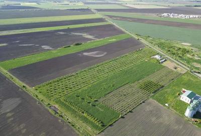 Livada de nuci ?i pruni 2.4ha in Varia?u Mare - 3