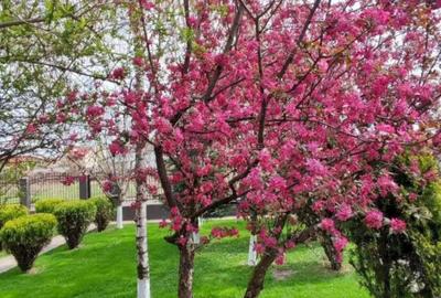 Casă cu 3 camere cu Teren 786 Mp în Domnești - 17