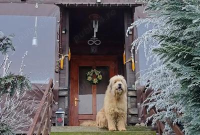 Casă cu 4 camere cu Teren 300 Mp în Central - 4