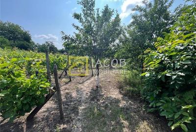 Casa cu 1690 mp teren, vie pe rod, comuna Sarata, jud. Bacau - 7
