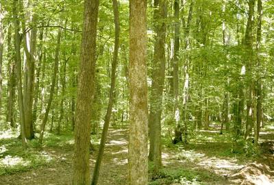 Teren de 352400 mp, în Central