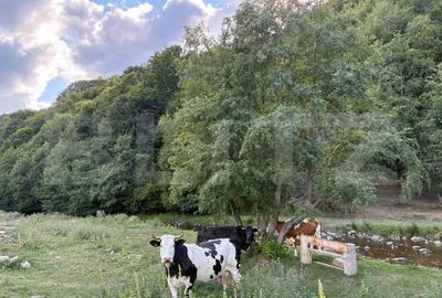 Cabana Valea Draganului 70 km de Cluj, 5 dormitoare, izvor in curte - 8