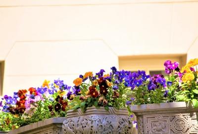 Imobil spectaculos 806 mp, 500mp teren Universitate - 2