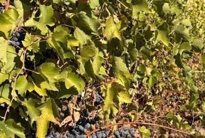 Casă cu 4 camere cu Teren 160 Mp în Perișoru - 7